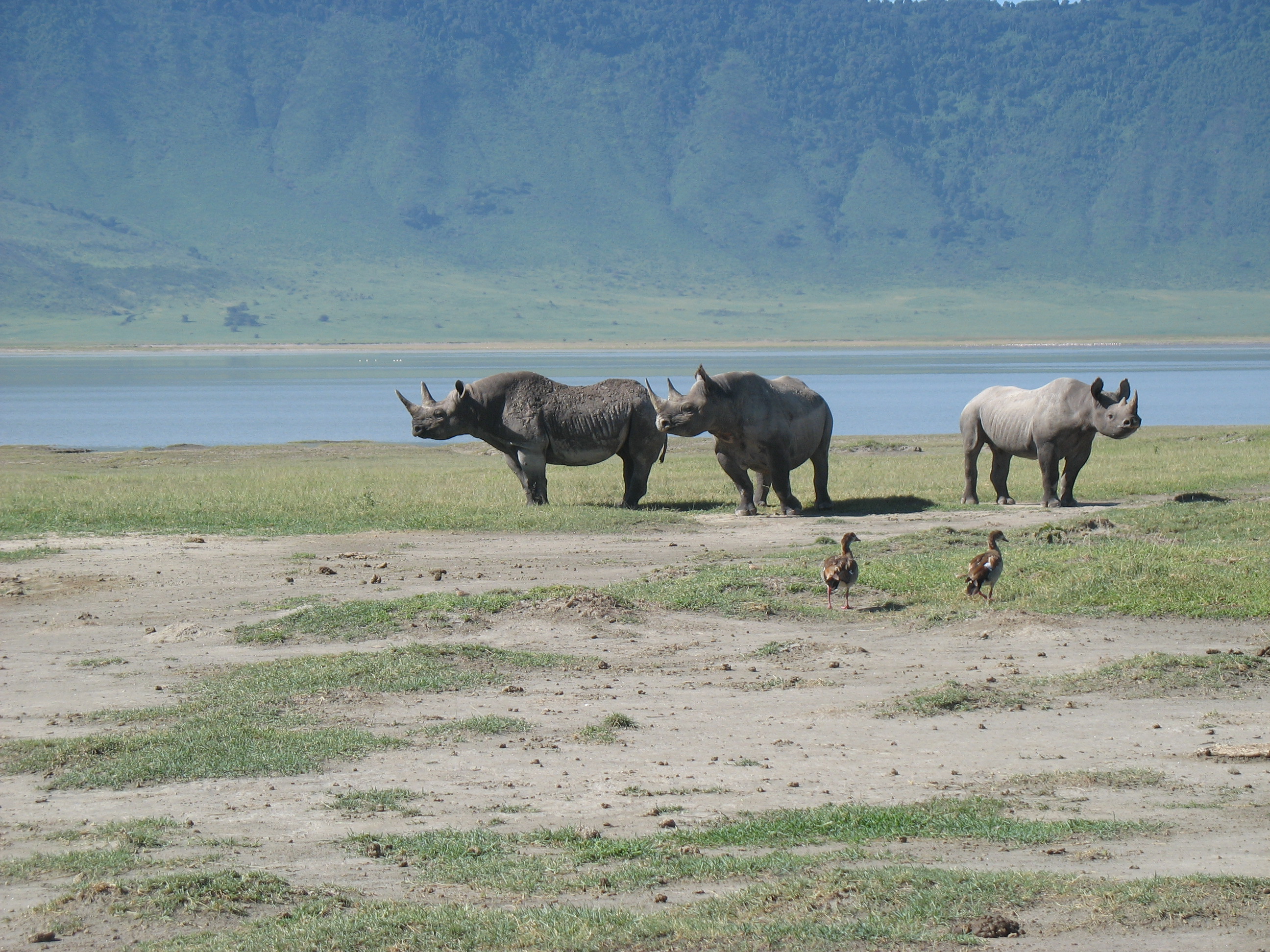 NGORONGORO CRATER - ARUSHA