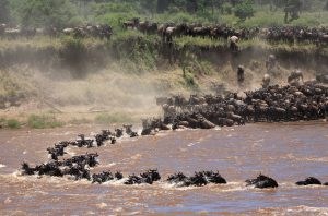 SERENGETI NATIONAL PARK - MARA