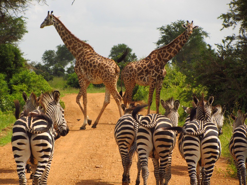 MIKUMI NATIONAL PARK - MOROGORO